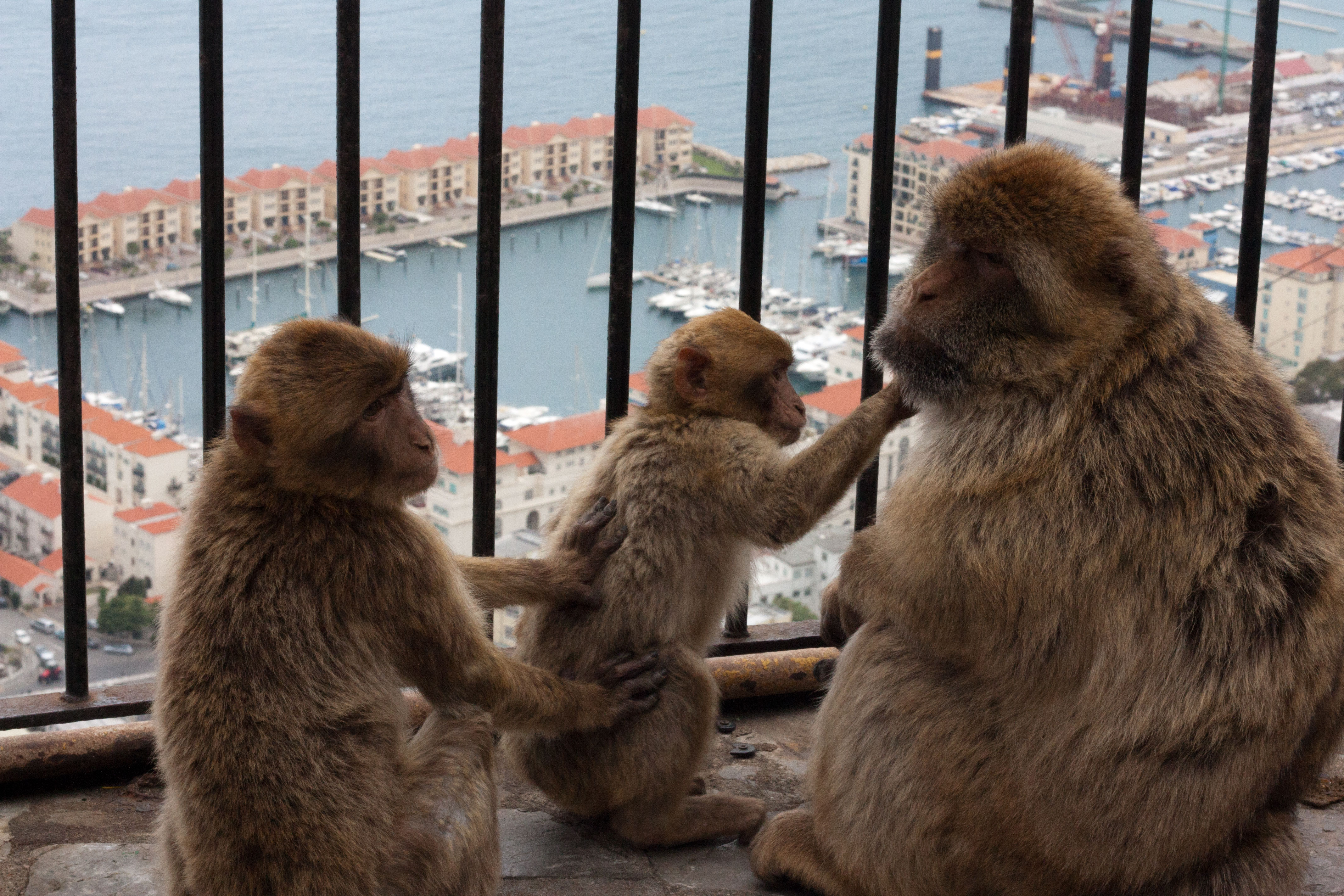 Туристически гид за Гибралтар | Блогът на Ванина Иванова