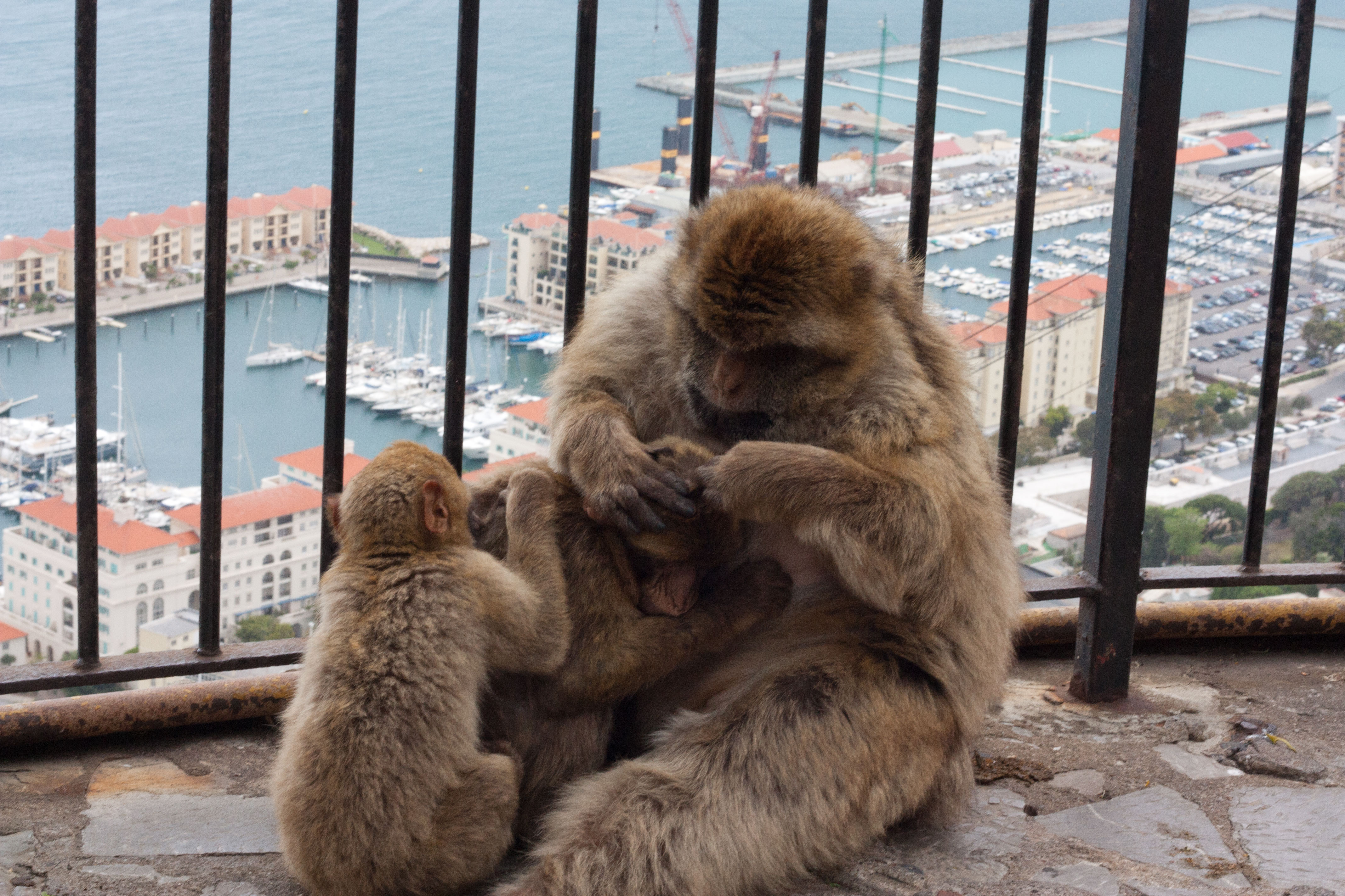 Туристически гид за Гибралтар | Блогът на Ванина Иванова