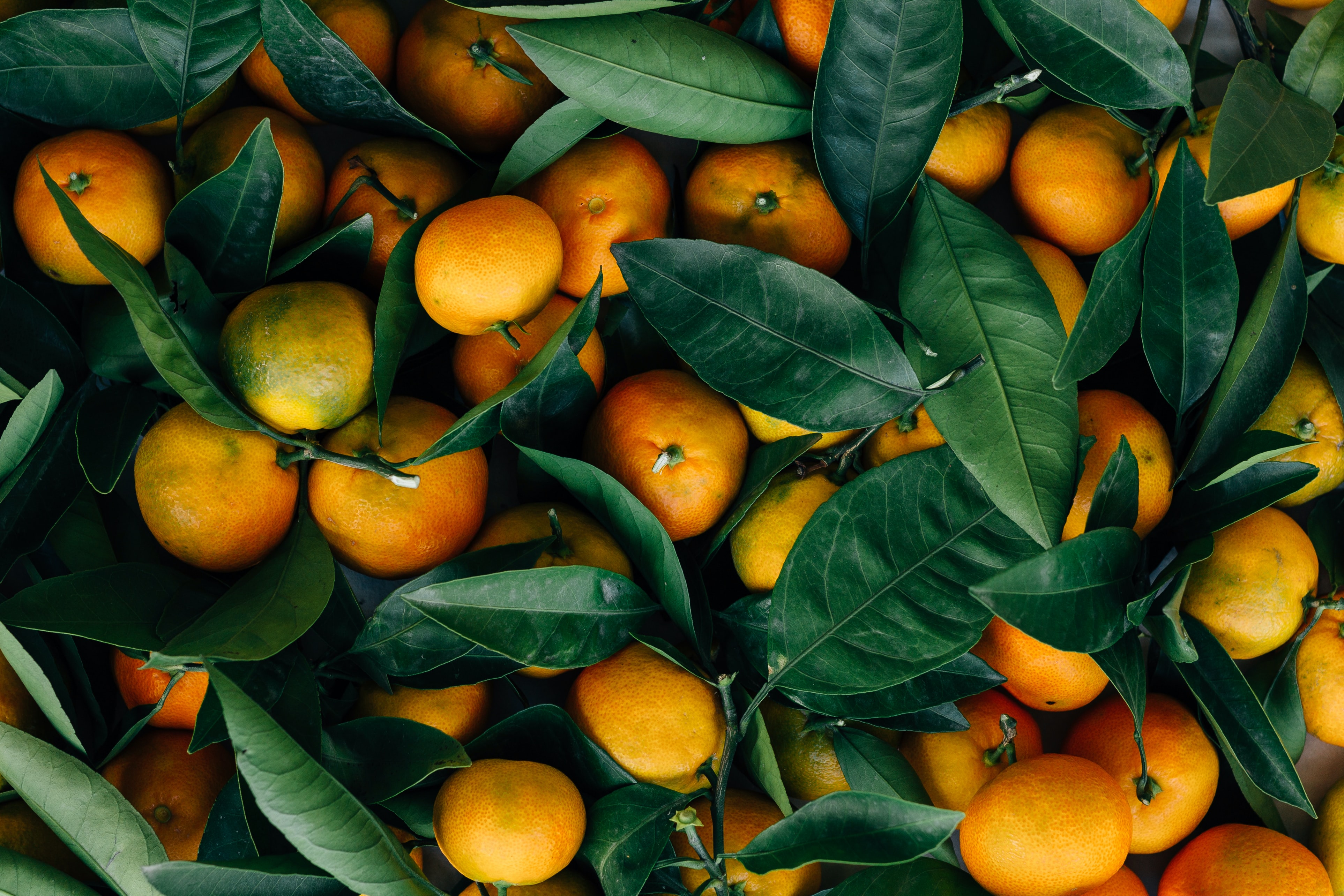 Портокали | Блогът на Ванина Иванова